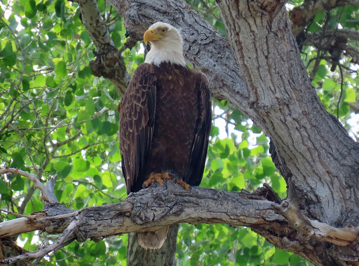 eBird Checklist - 4 Apr 2025 - Salt River--Coon Bluff Recreation Area ...