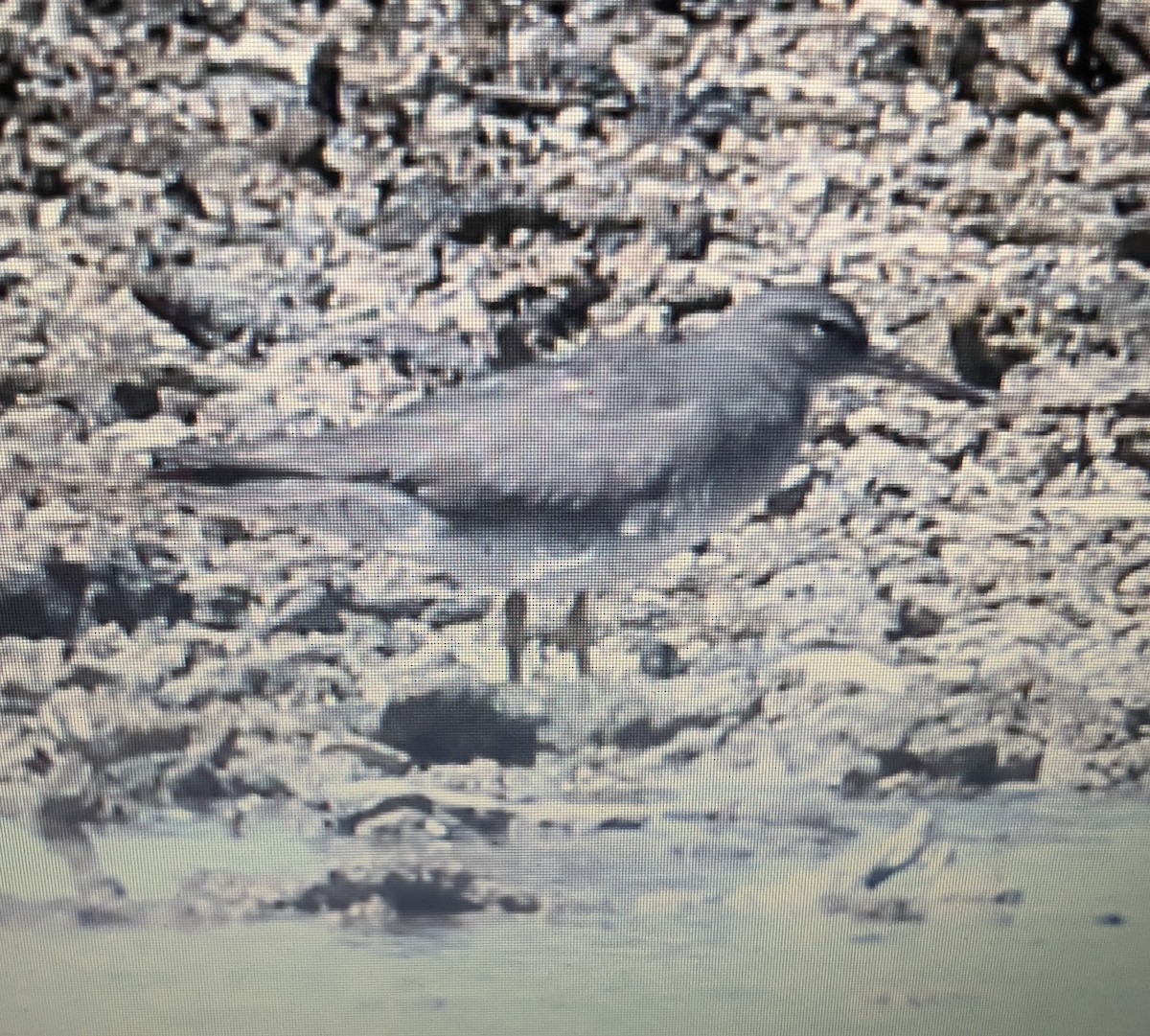 キアシシギ - ML633171932