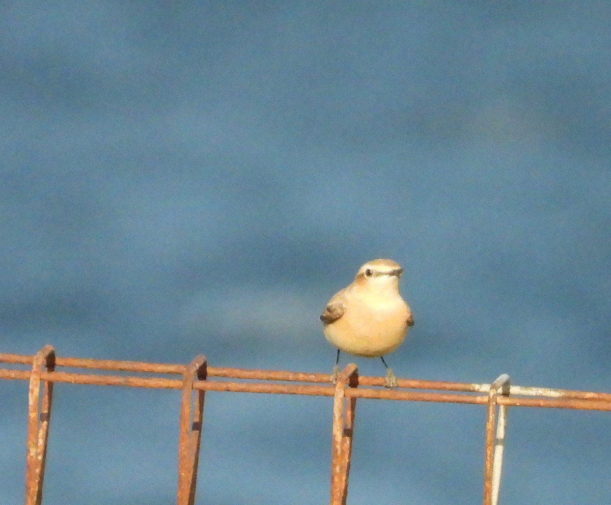 bělořit šedý - ML633171967