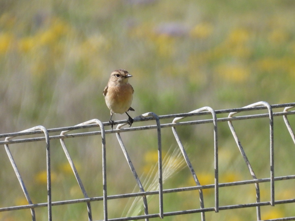 bramborníček sibiřský - ML633172002
