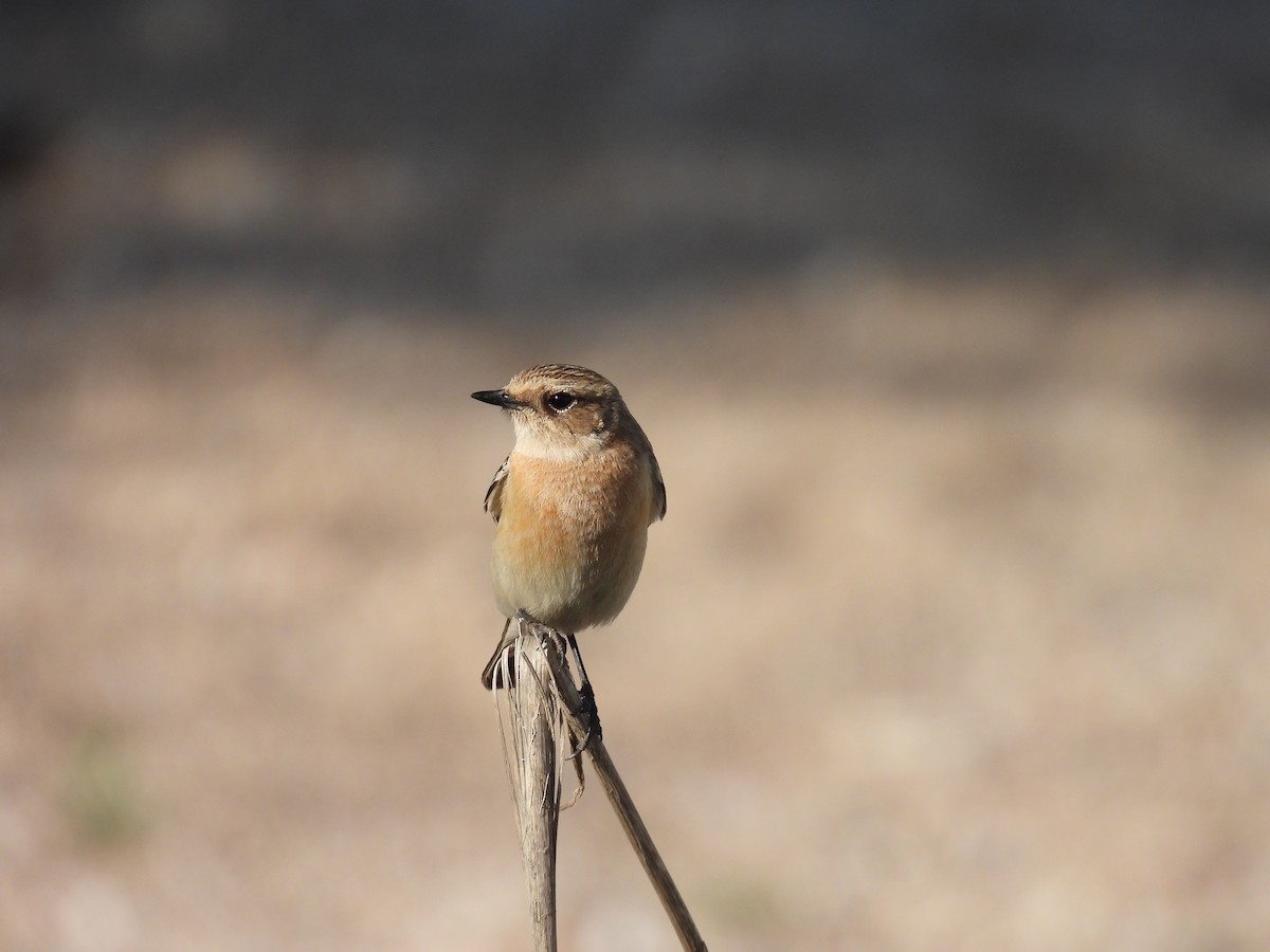 bramborníček sibiřský - ML633172003