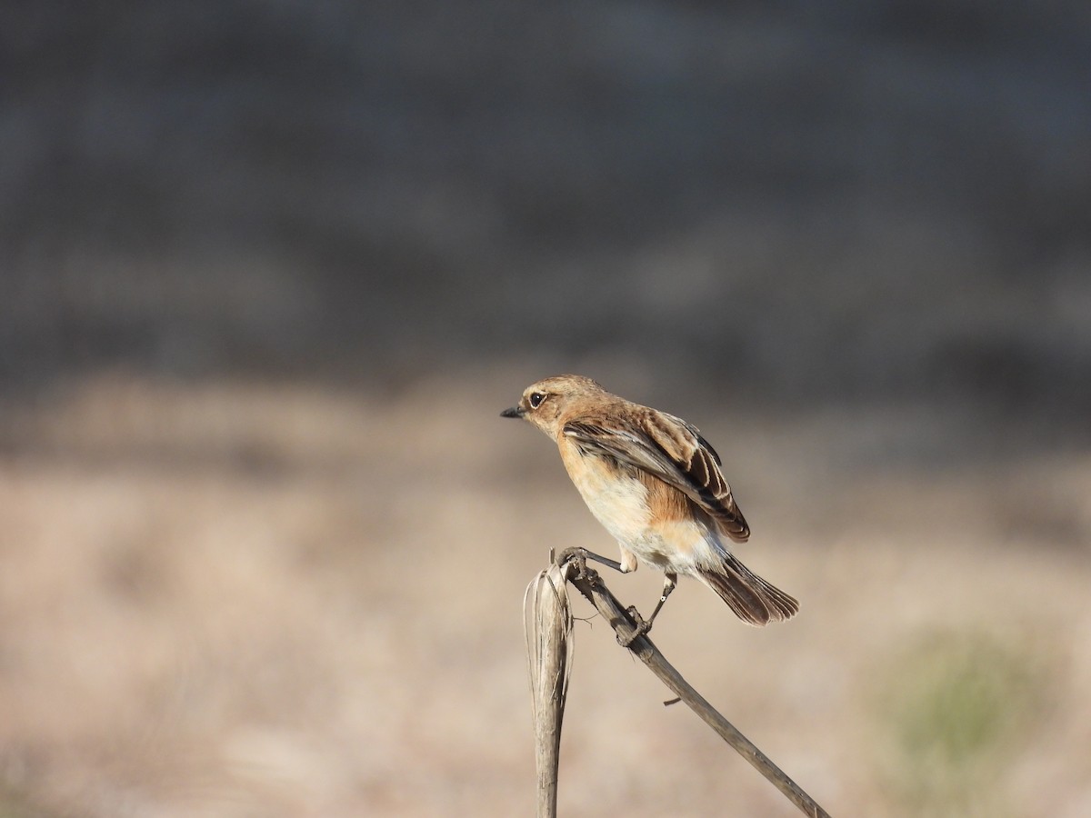 bramborníček sibiřský - ML633172004