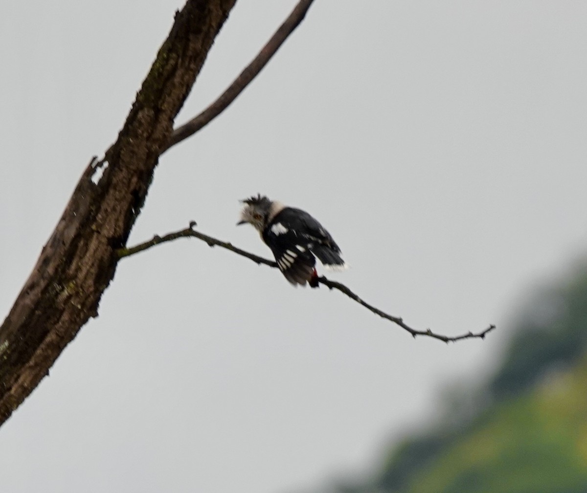 Gray-crested Helmetshrike - ML633172039