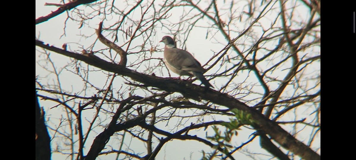 Common Wood-Pigeon - ML633172055