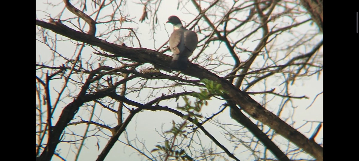 Common Wood-Pigeon - ML633172056
