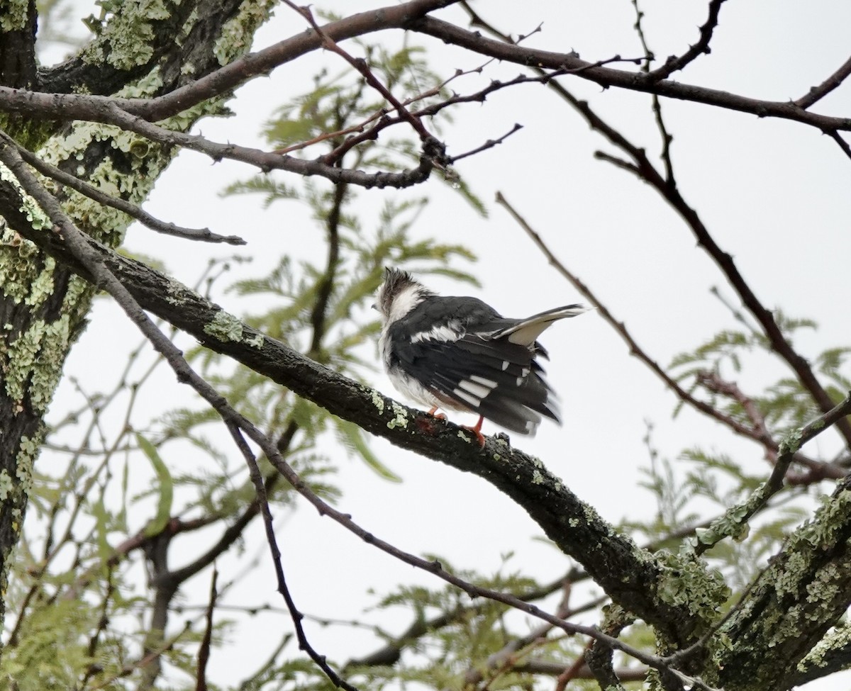Gray-crested Helmetshrike - ML633172060