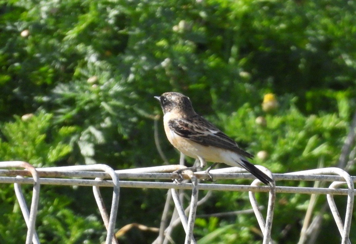 bramborníček sibiřský - ML633172083