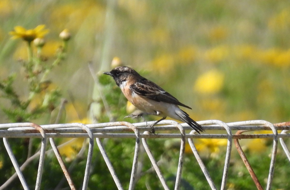 bramborníček sibiřský - ML633172146