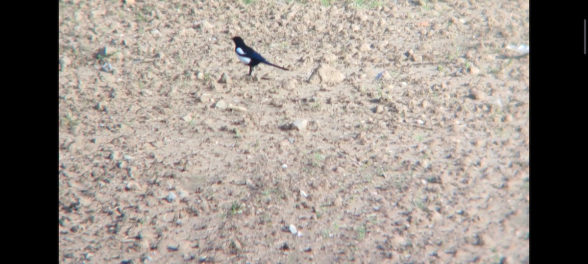 Eurasian Magpie - ML633172158