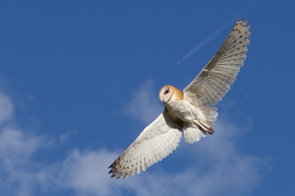 American Barn Owl - ML633172176