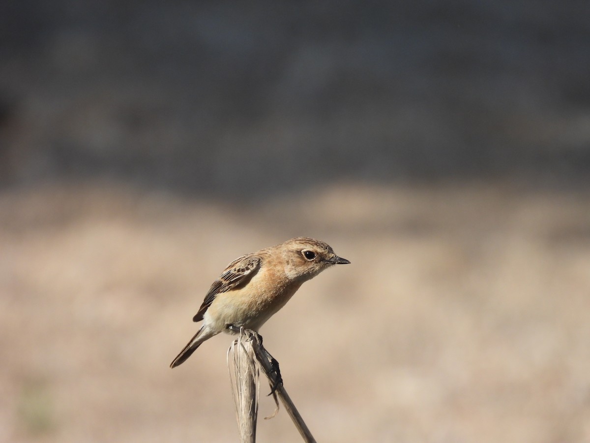 bramborníček sibiřský - ML633172180