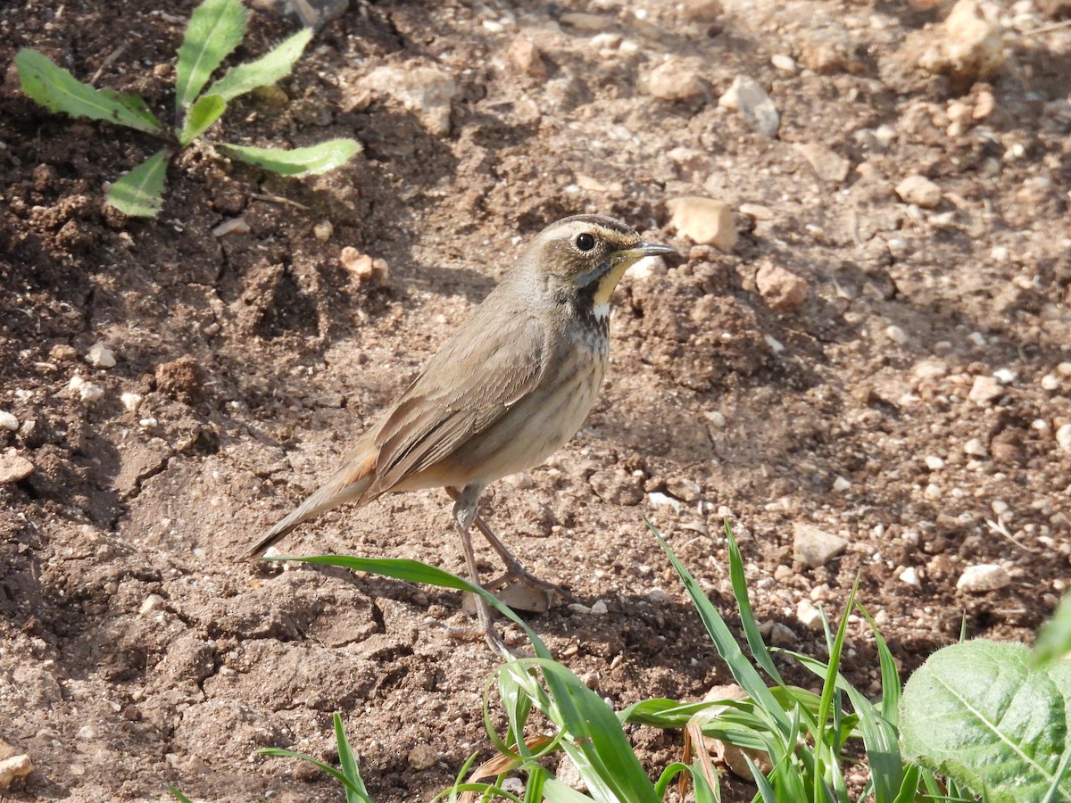 slavík modráček - ML633172198