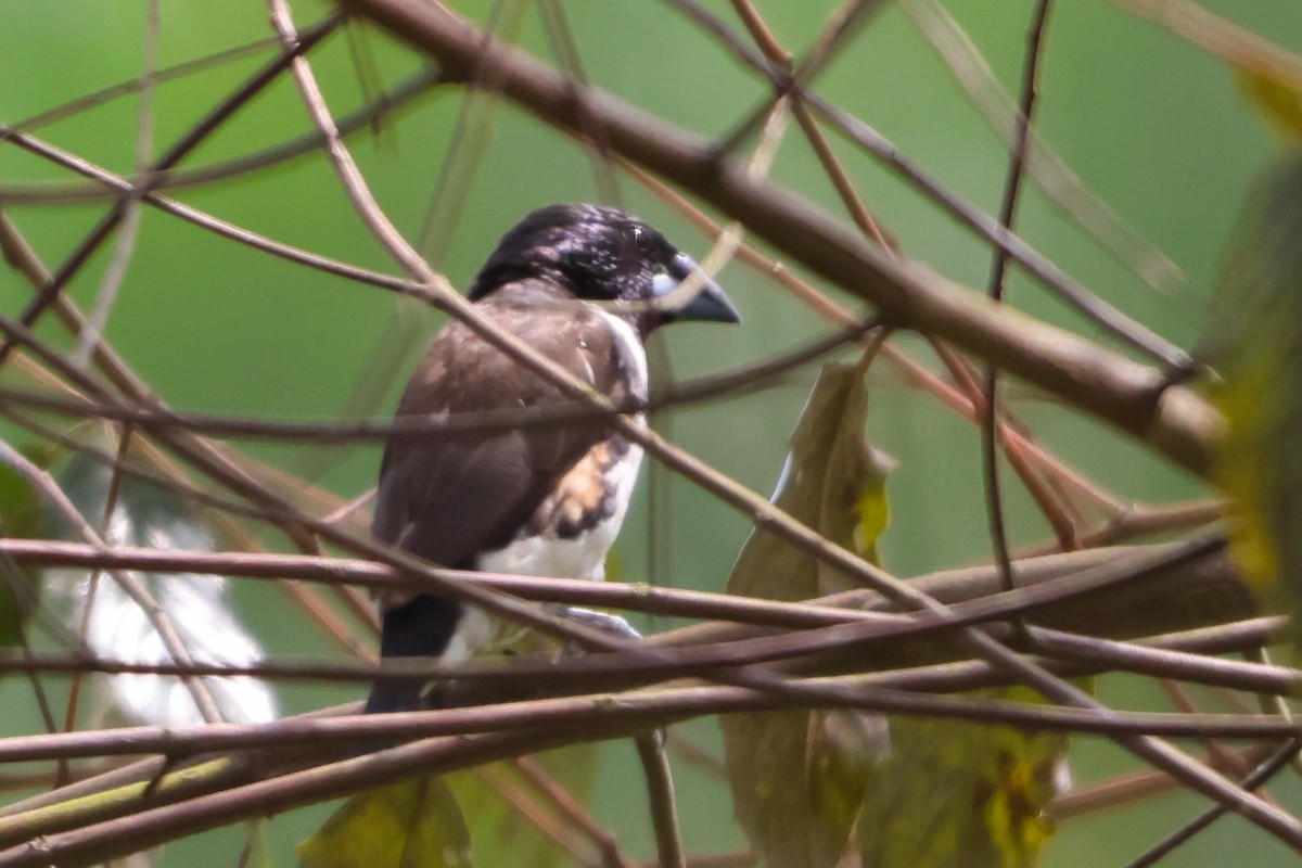 Magpie Mannikin - ML633172222