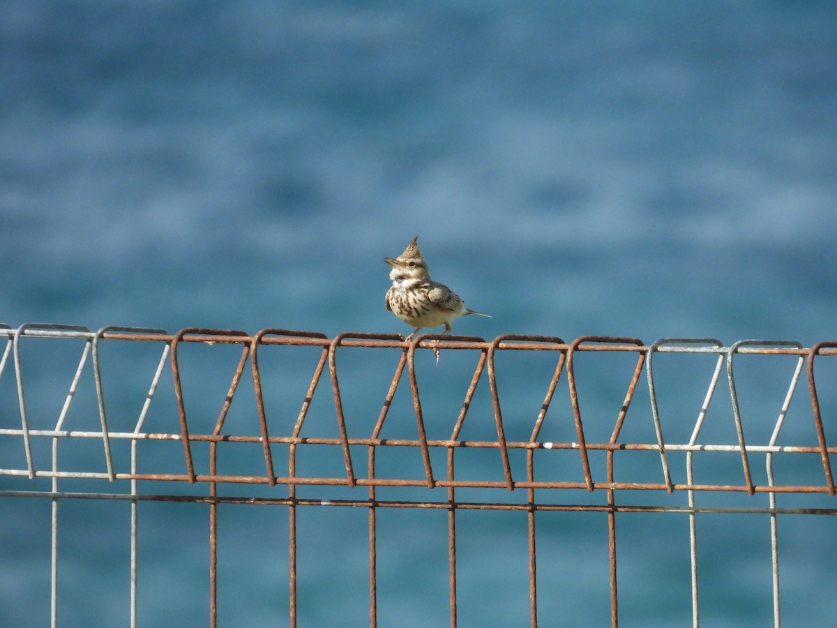 chocholouš obecný [skupina cristata] - ML633172226