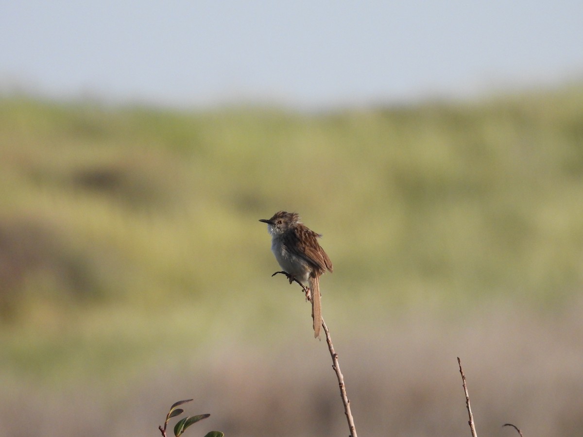 prinie obecná - ML633172289