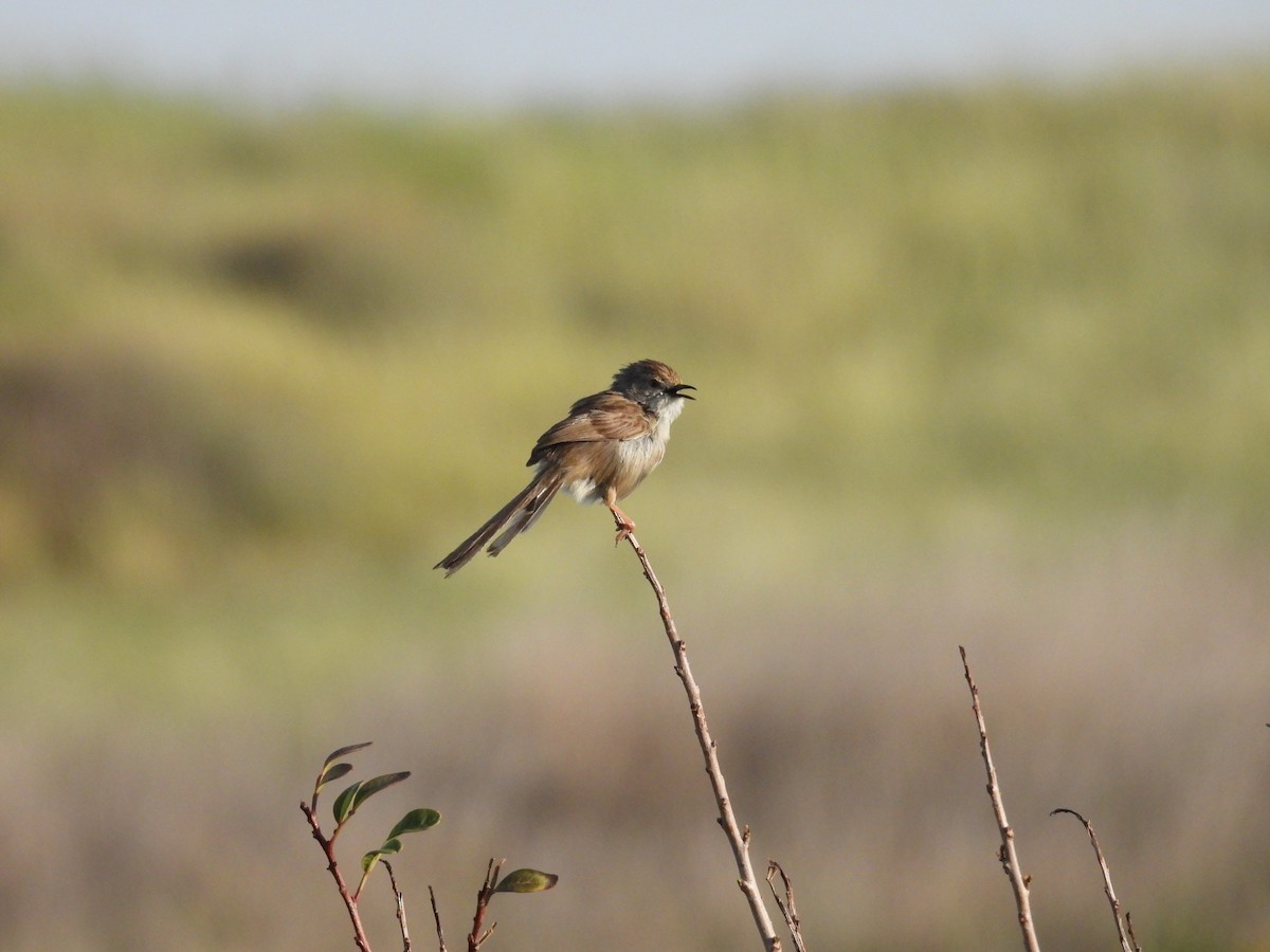 prinie obecná - ML633172317