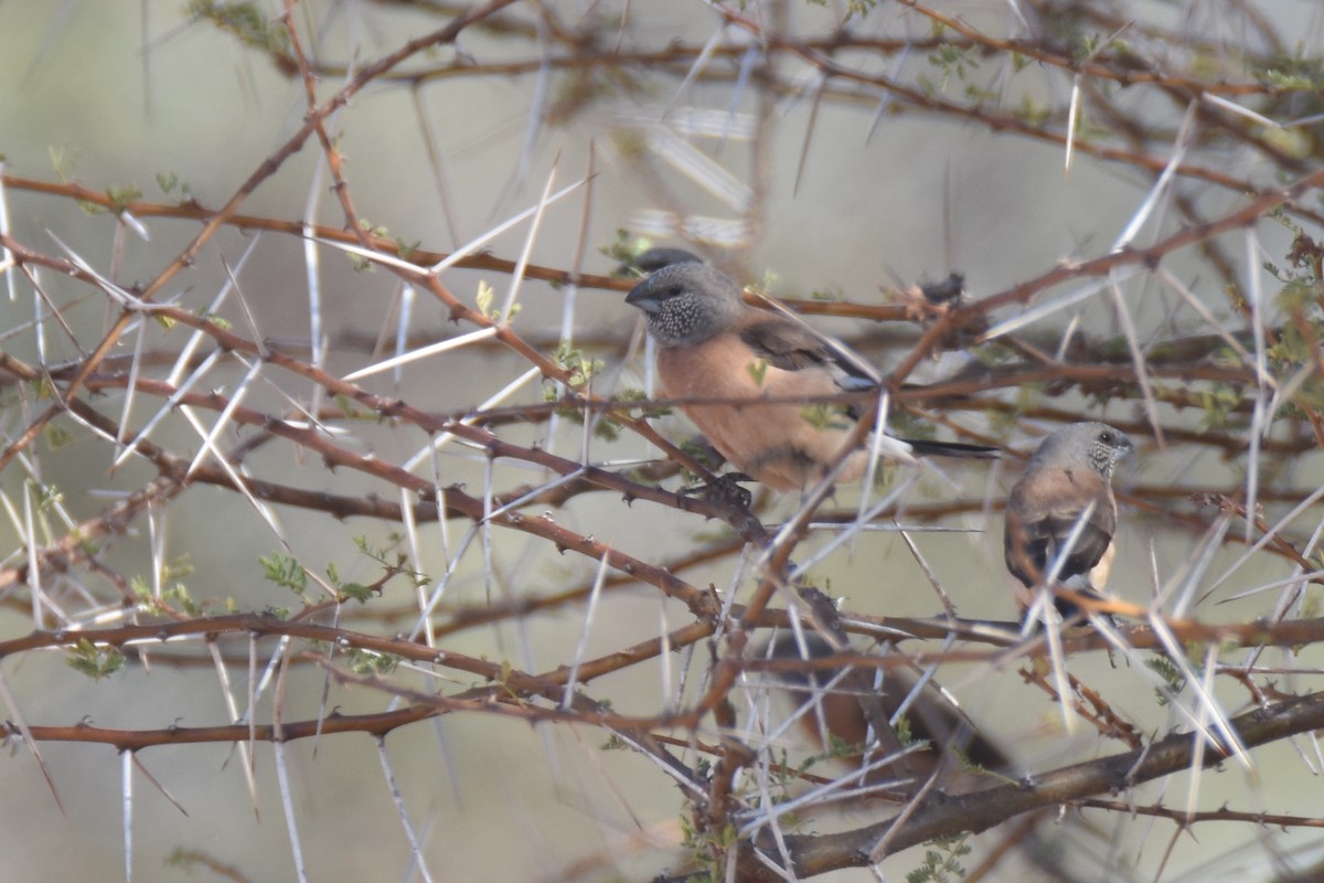 Gray-headed Silverbill - ML633172323