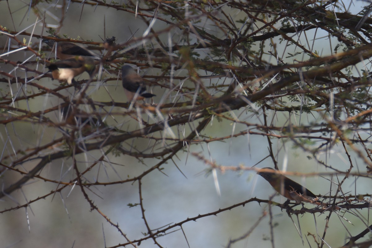 Gray-headed Silverbill - ML633172324