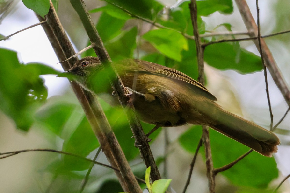 Toro Olive-Greenbul - ML633172534