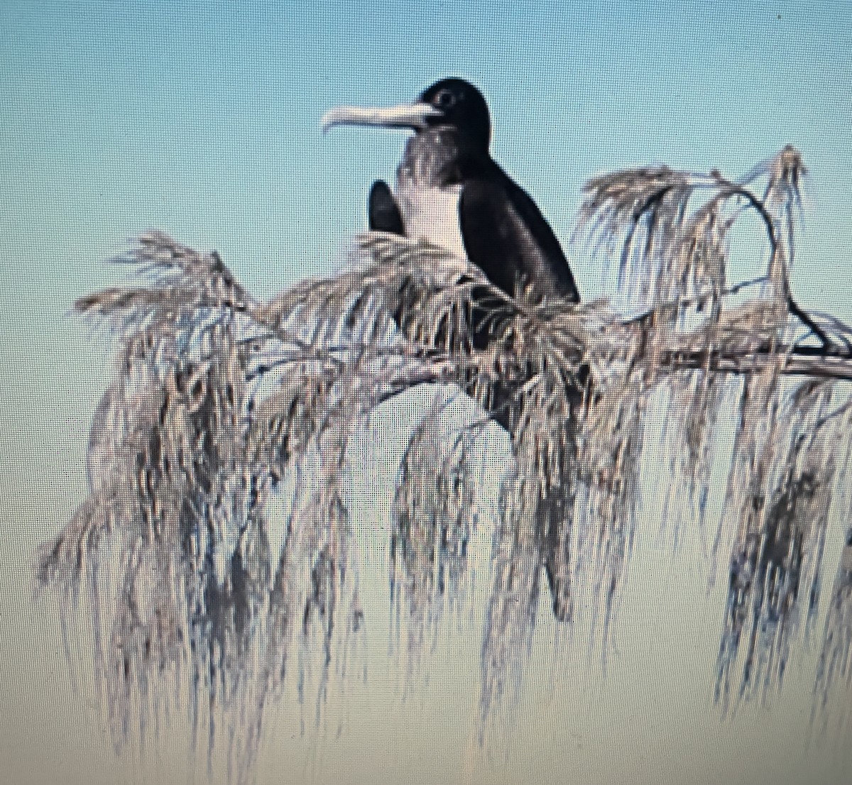 オオグンカンドリ - ML633172555