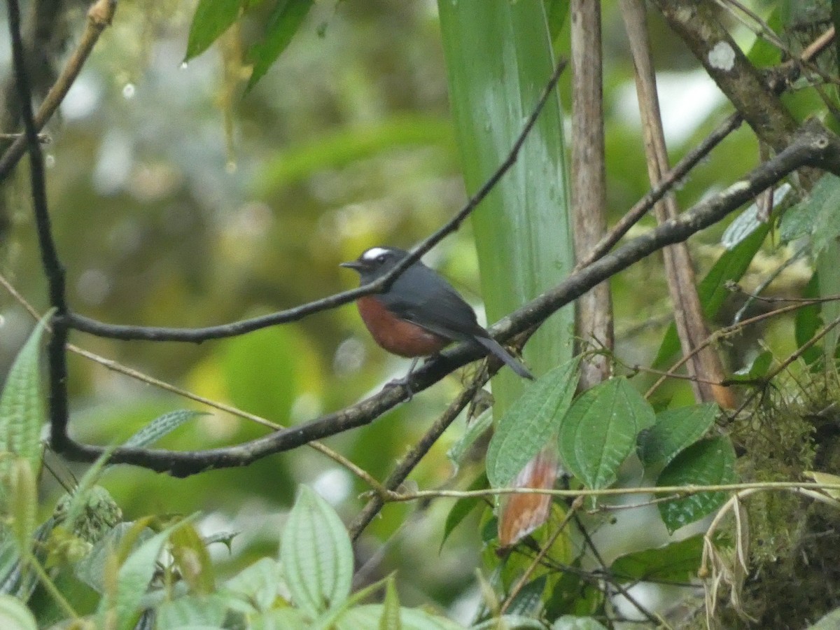Chestnut-bellied Chat-Tyrant - ML633172594