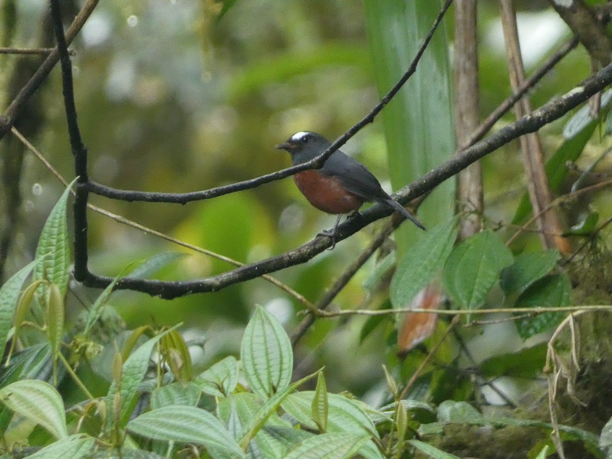 Chestnut-bellied Chat-Tyrant - ML633172595