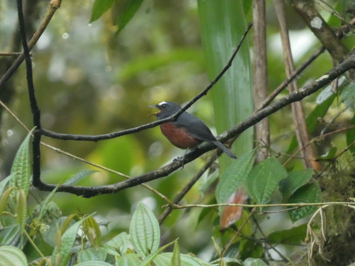 Chestnut-bellied Chat-Tyrant - ML633172596