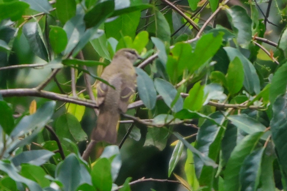 Red-shouldered Cuckooshrike - ML633172709