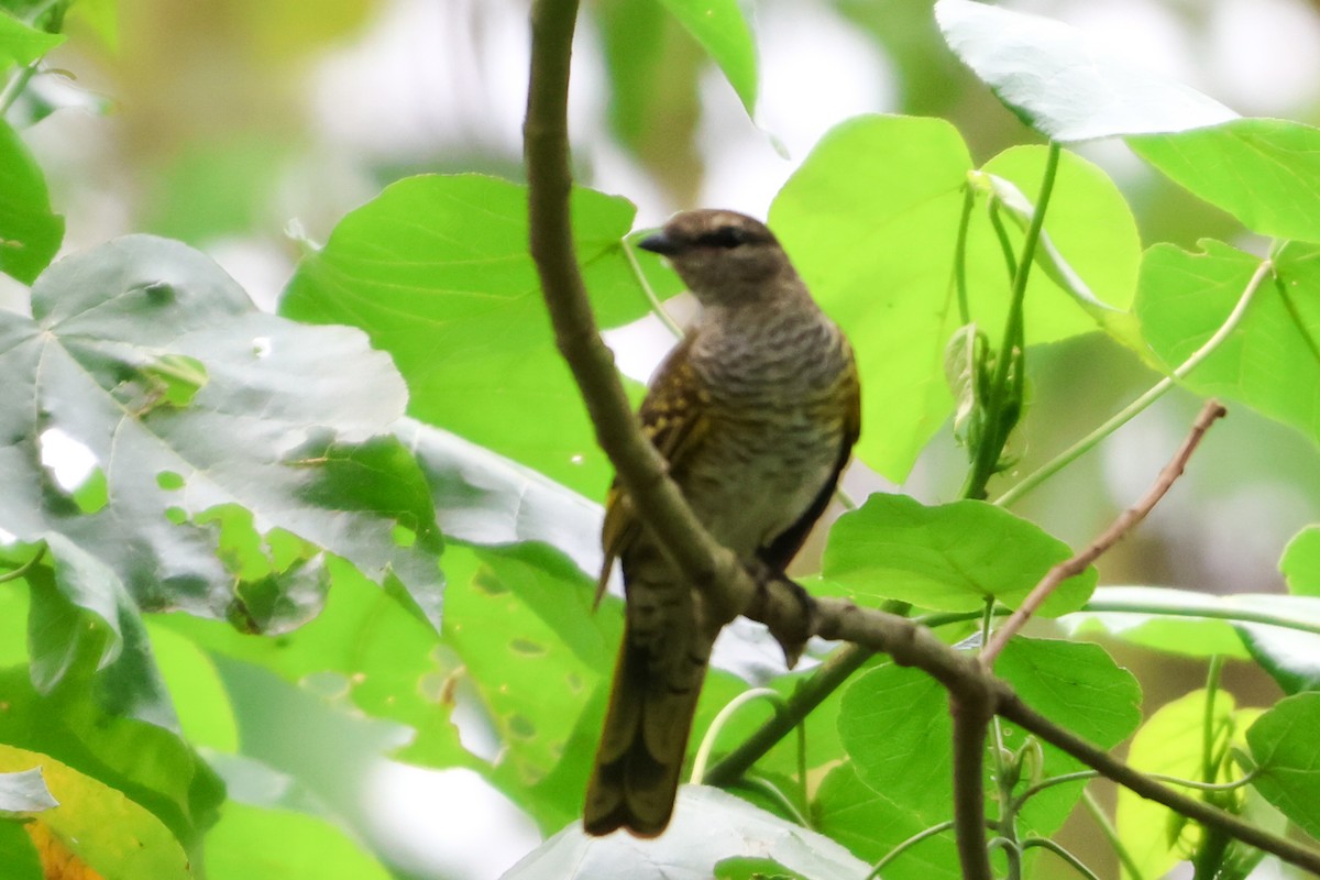 Red-shouldered Cuckooshrike - ML633172710