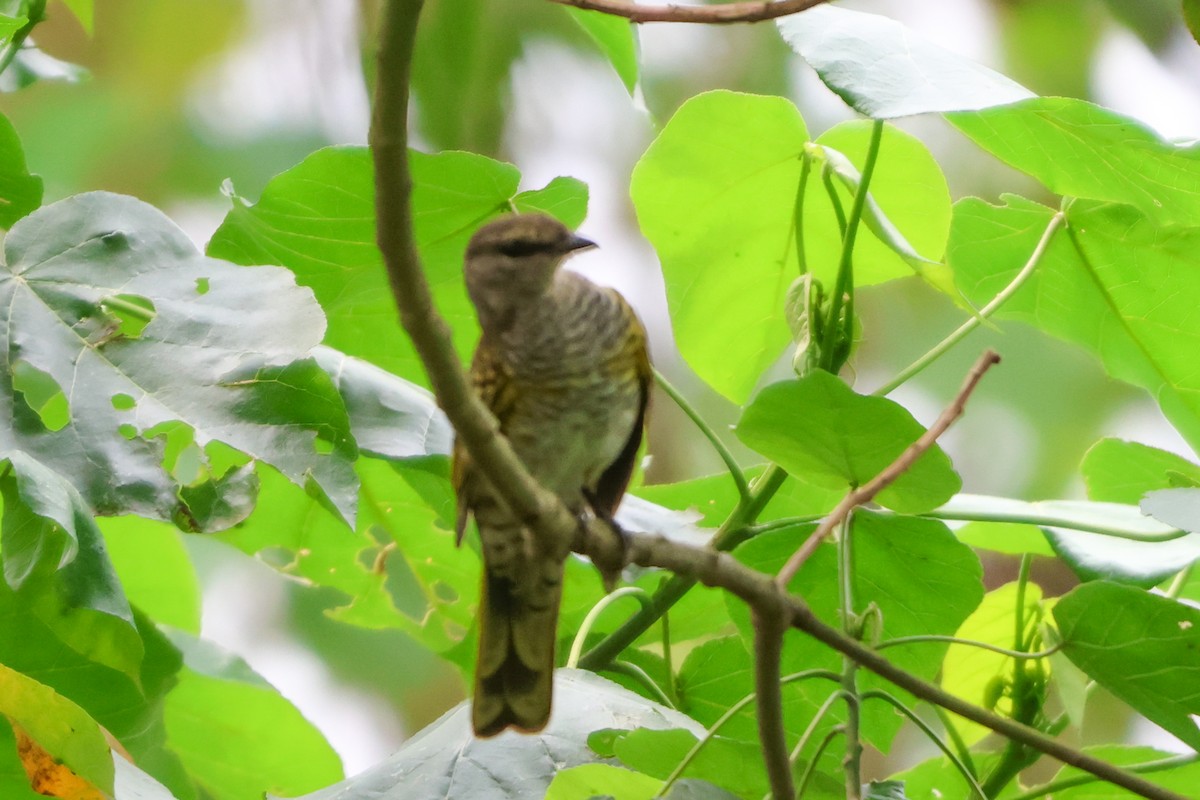 Red-shouldered Cuckooshrike - ML633172712