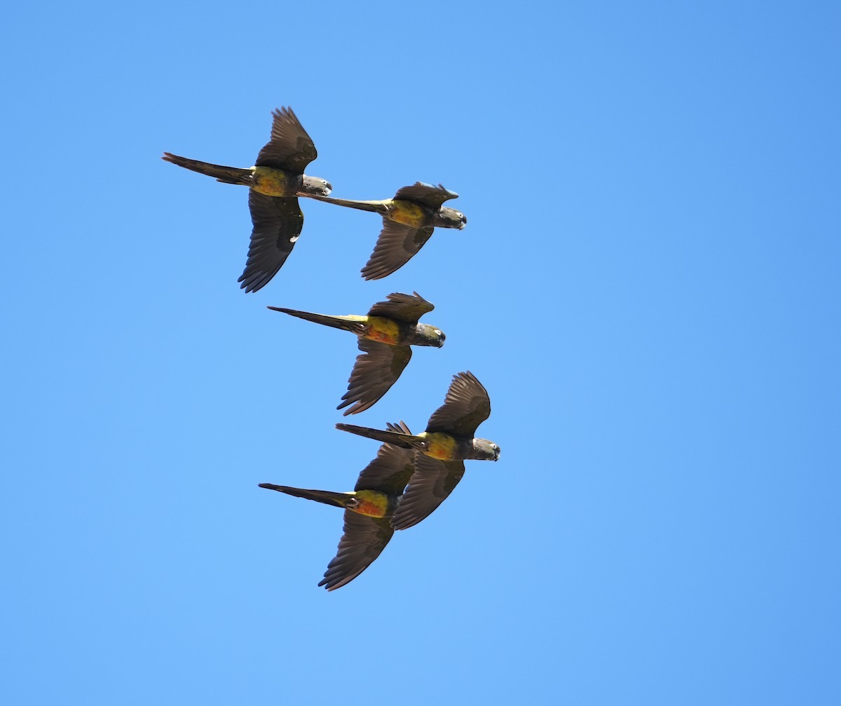 Burrowing Parakeet (Chilean) - Mark Whiffin