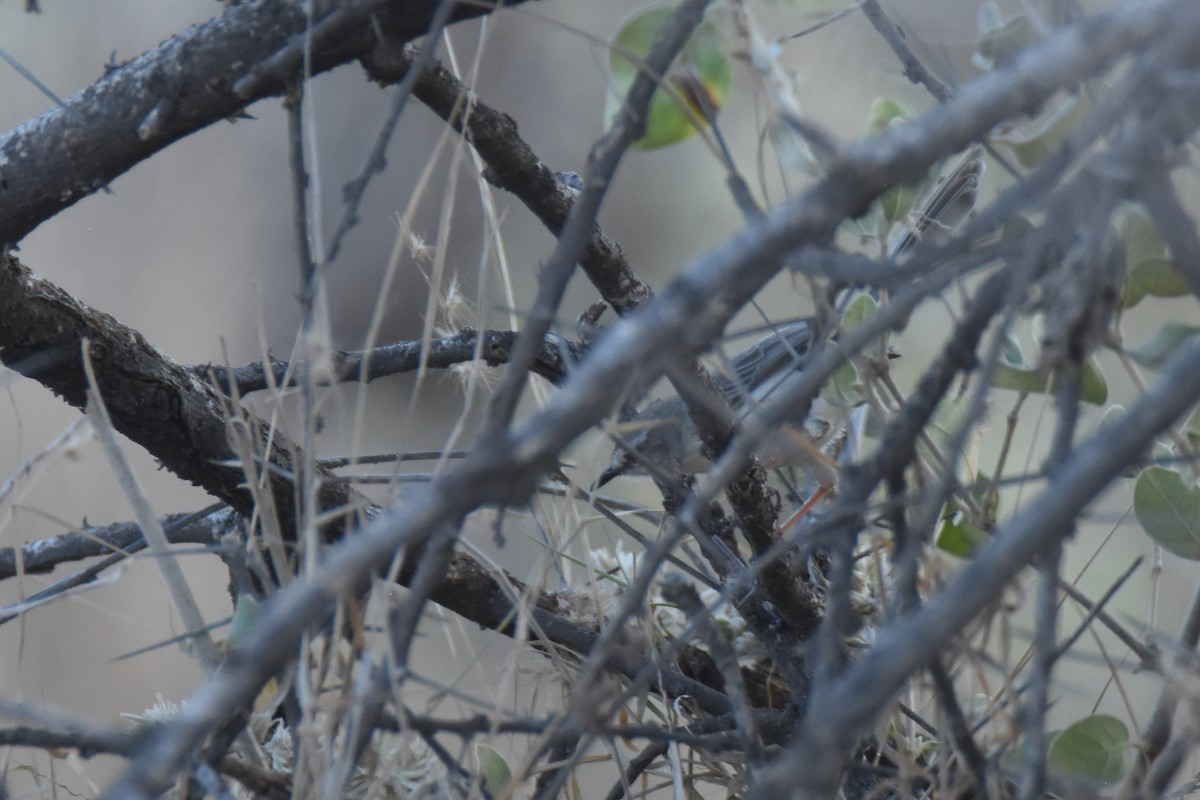Pale Prinia - ML633172784
