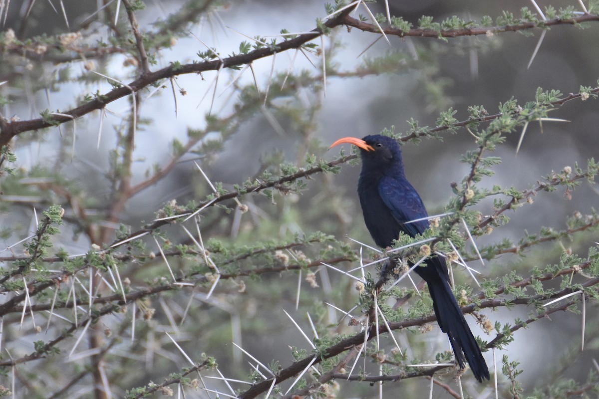 Abyssinian Scimitarbill - ML633172923