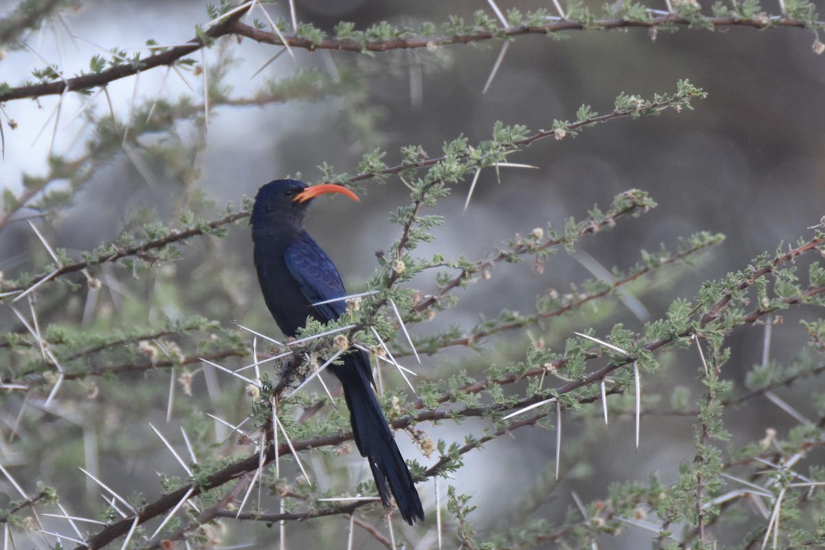 Abyssinian Scimitarbill - ML633172924