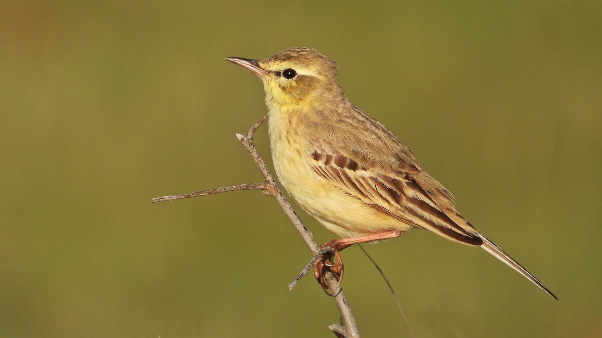 Tawny Pipit - ML633172925