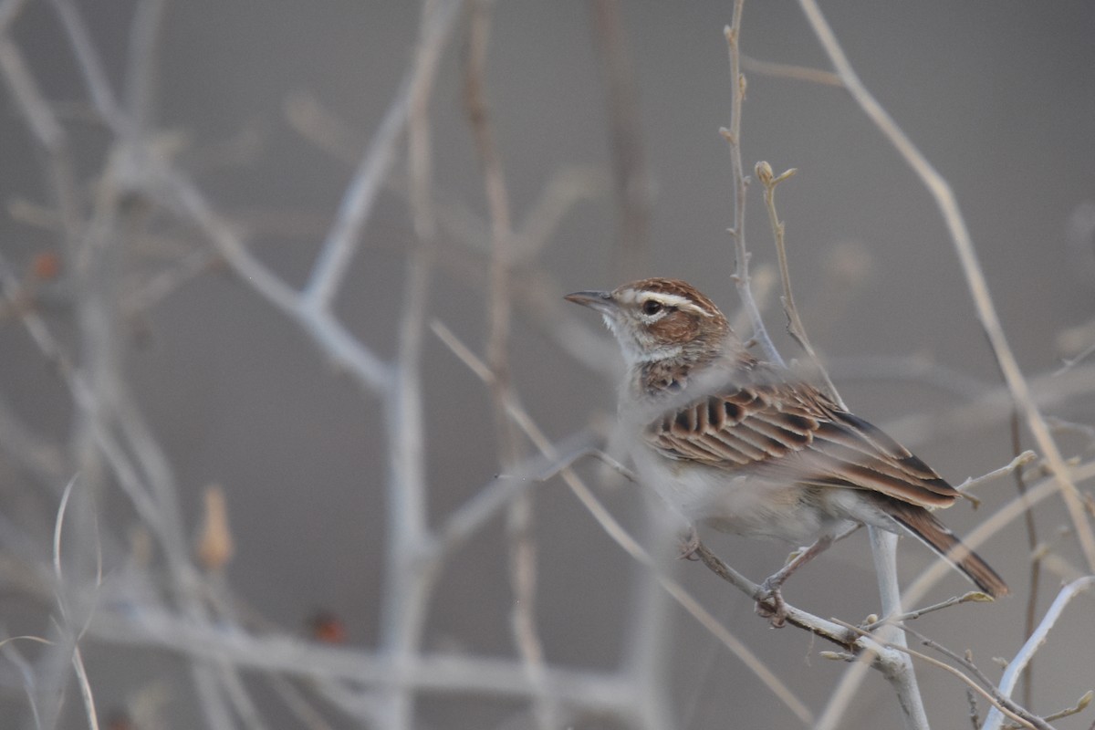 Fawn-colored Lark (Foxy) - ML633173006