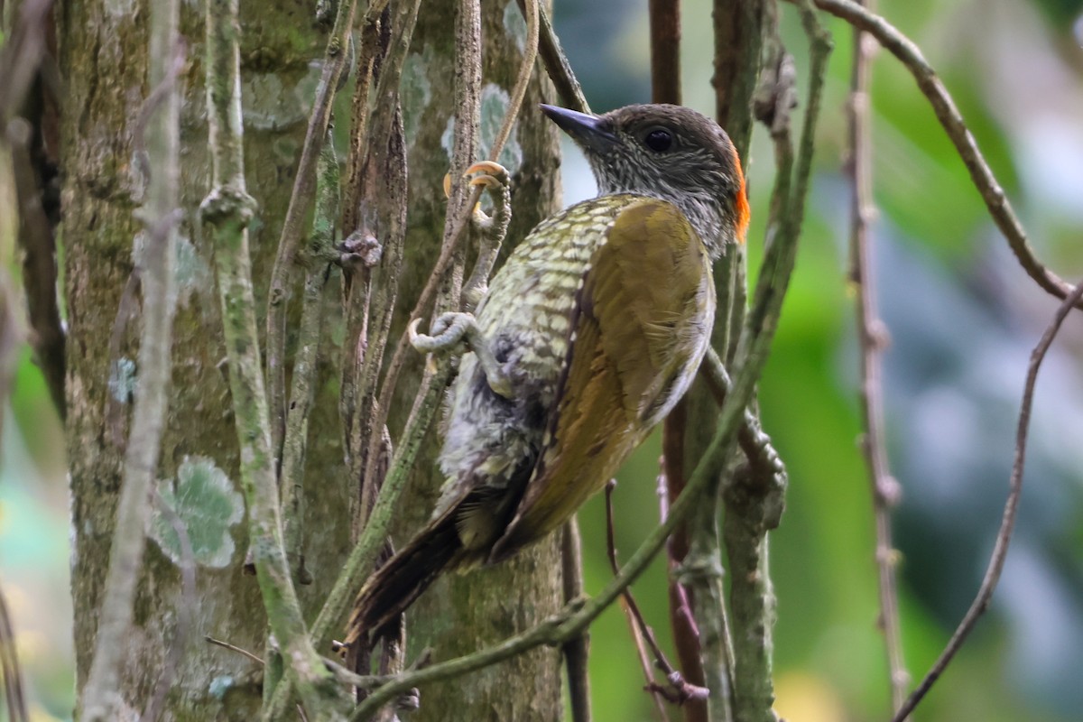 Buff-spotted Woodpecker - ML633173029