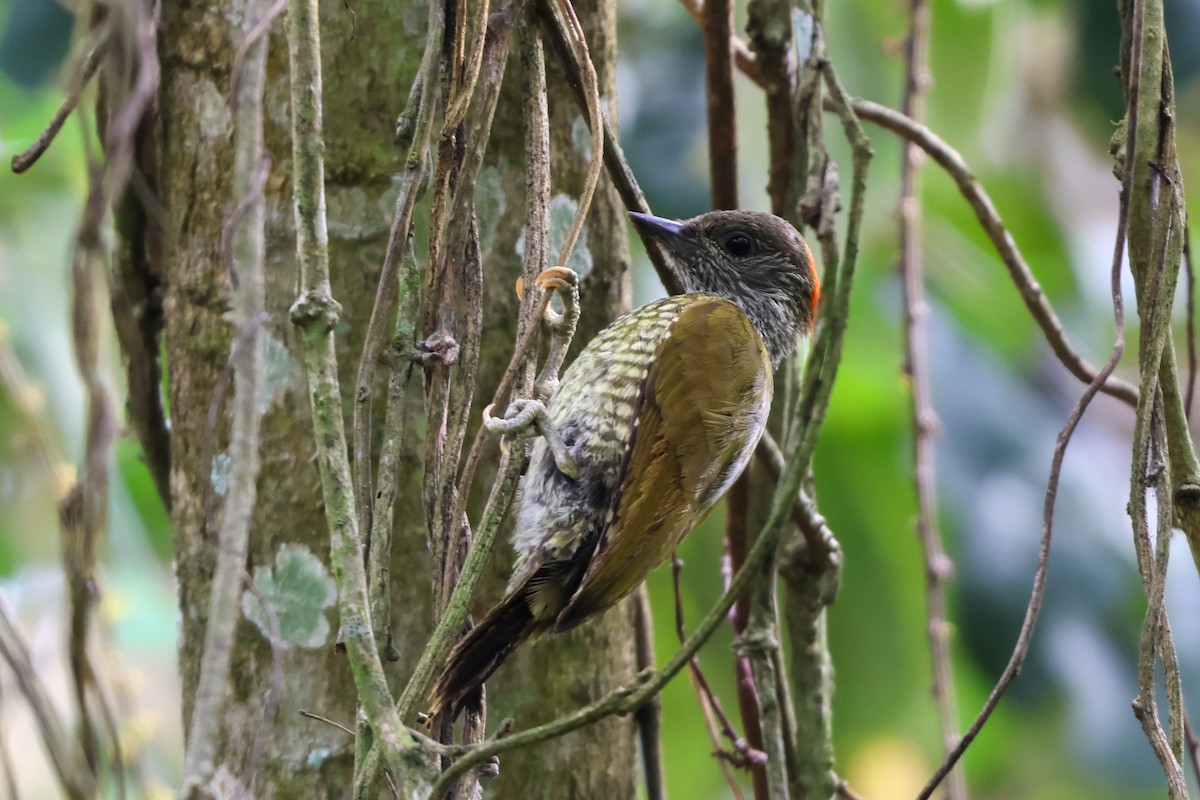 Buff-spotted Woodpecker - ML633173031