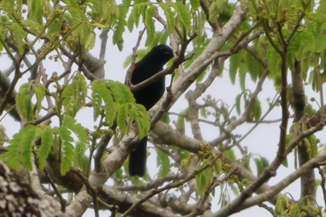 Red-shouldered Cuckooshrike - ML633173132