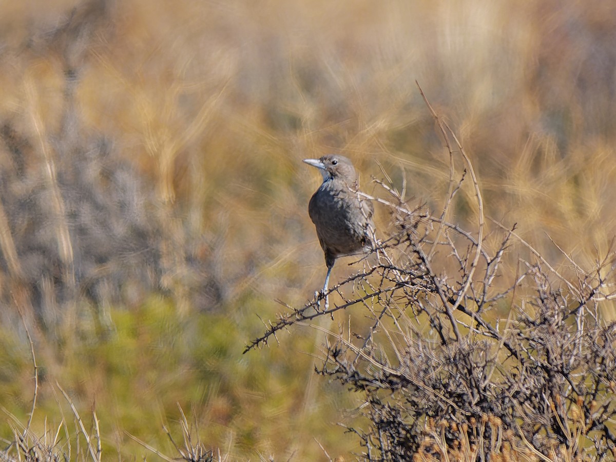 White-throated Cacholote - ML633173305