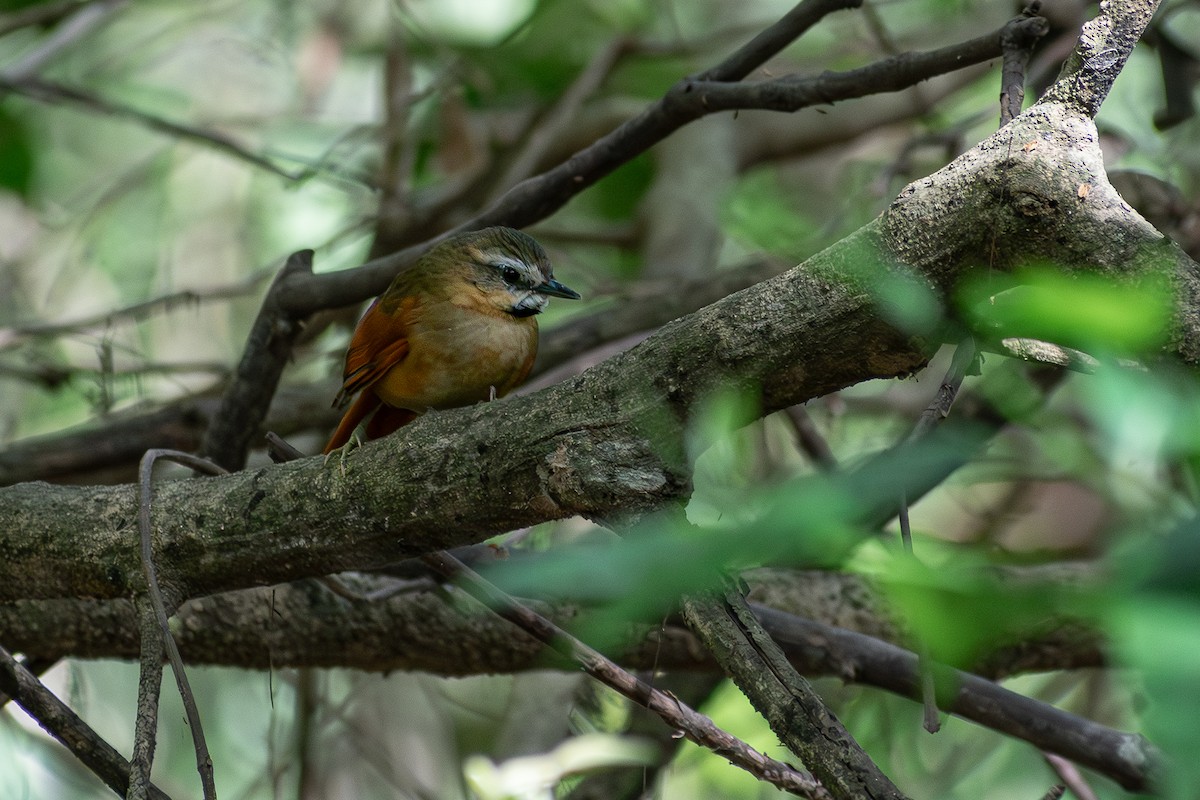 Ochre-cheeked Spinetail - ML633173428
