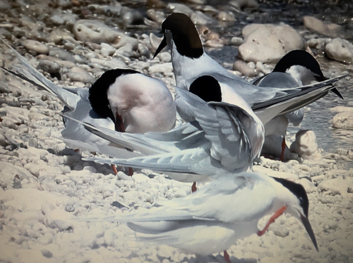 ベニアジサシ - ML633173505