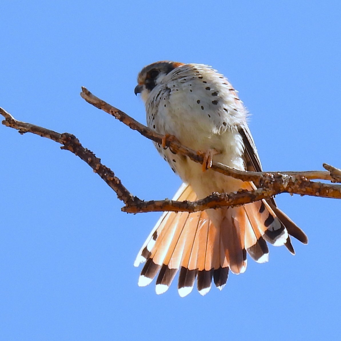 Buntfalke - ML633173818