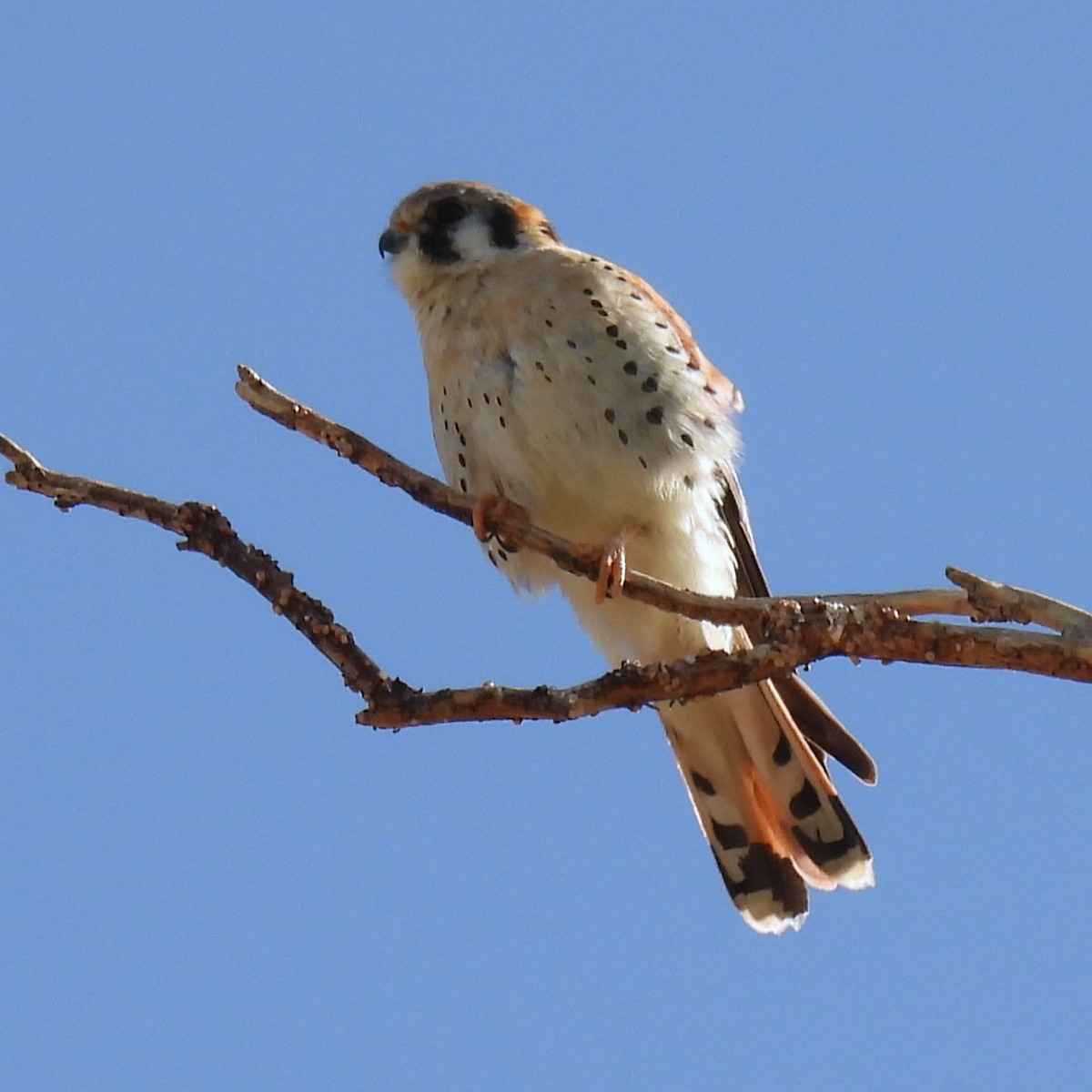 Buntfalke - ML633173819