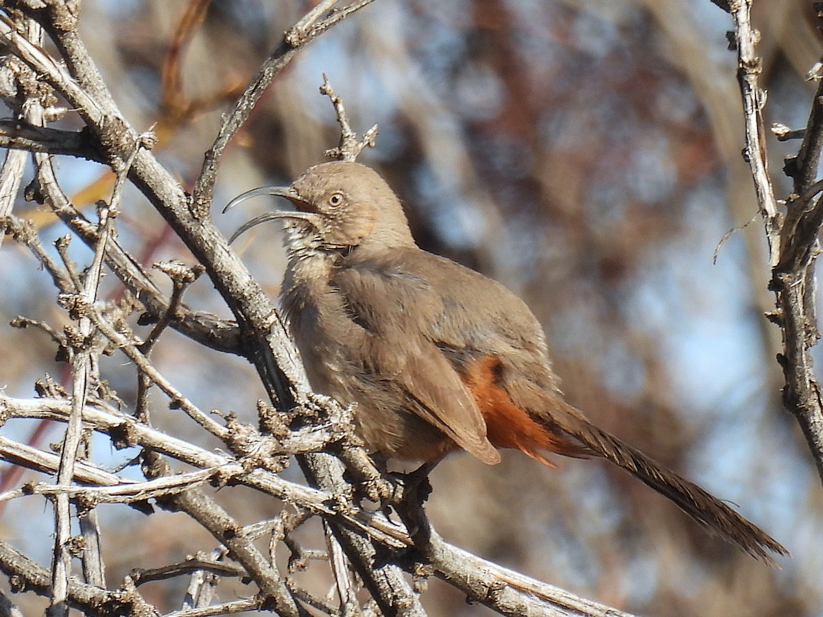 Rotsteiß-Spottdrossel - ML633173833