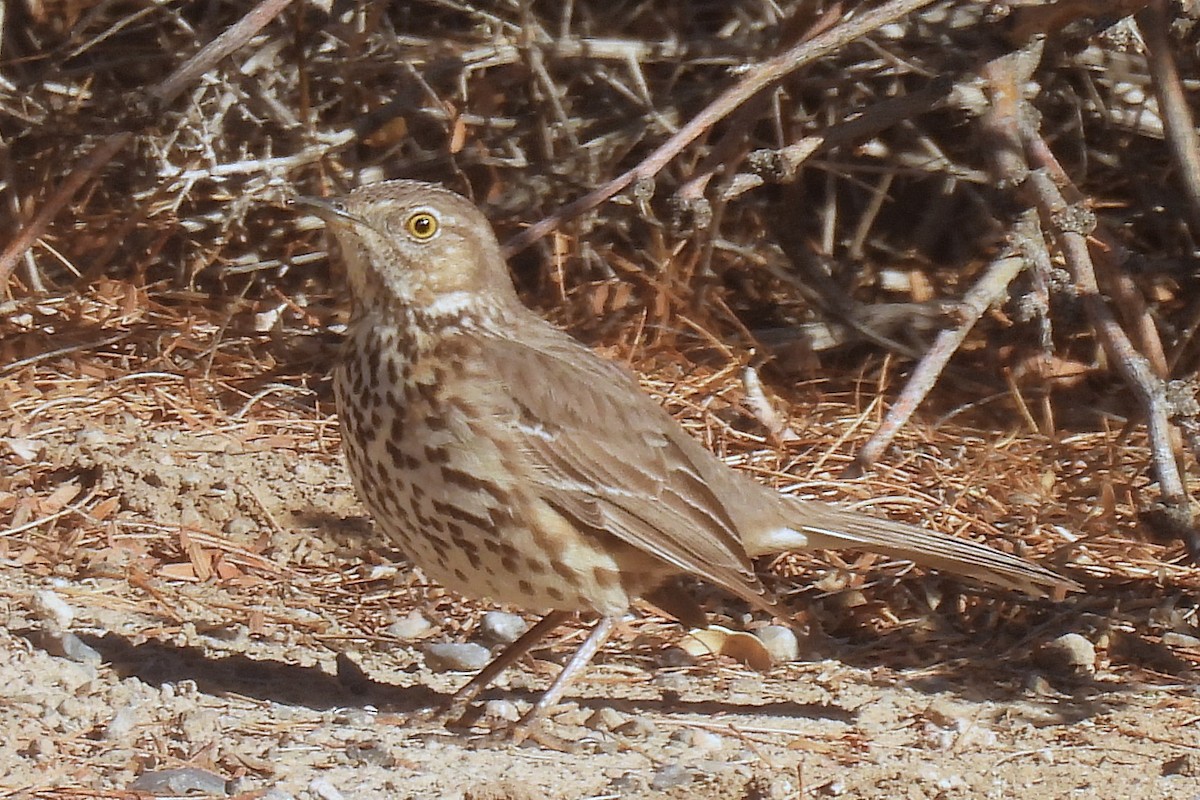 Beifuß-Spottdrossel - ML633173844