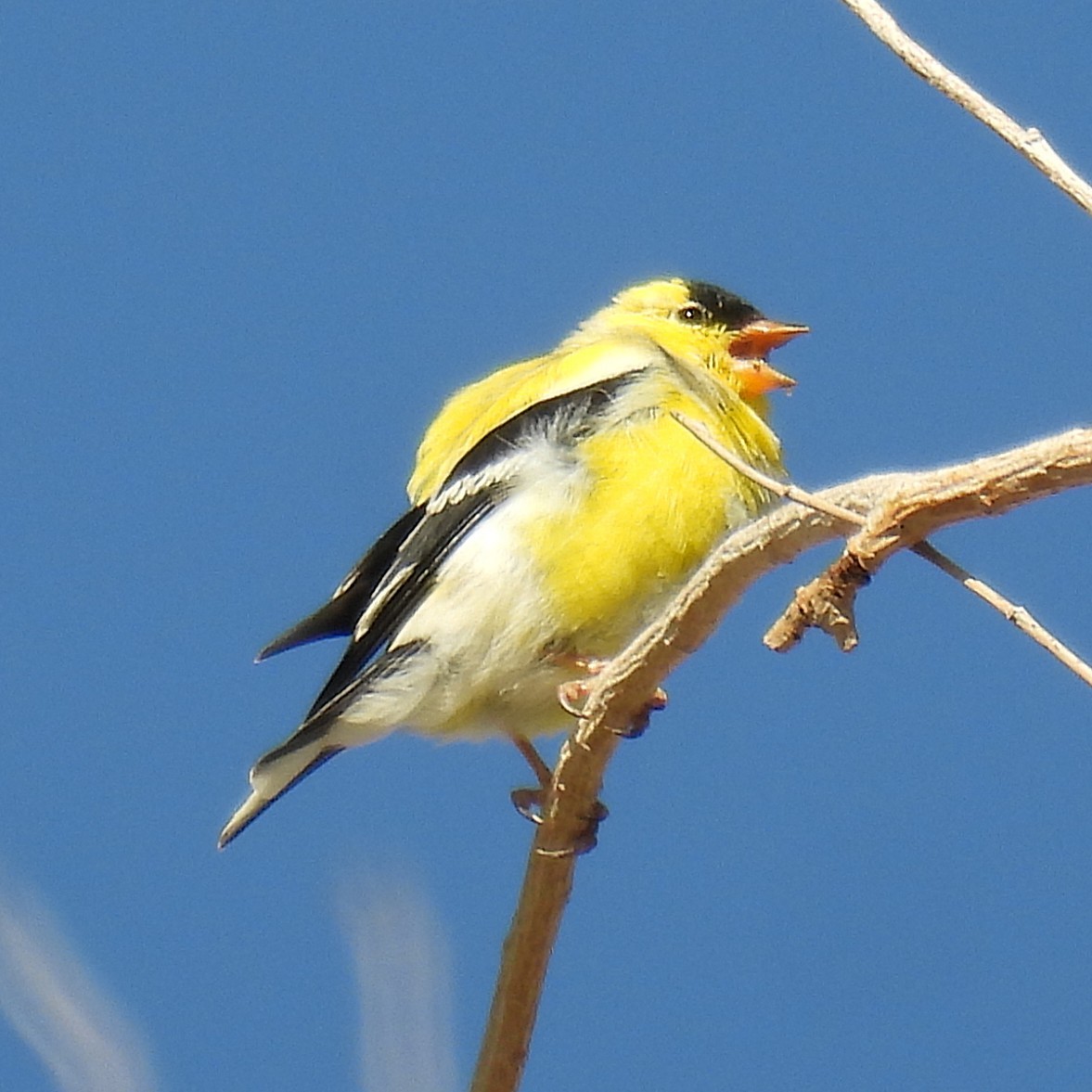 Goldzeisig - ML633173863