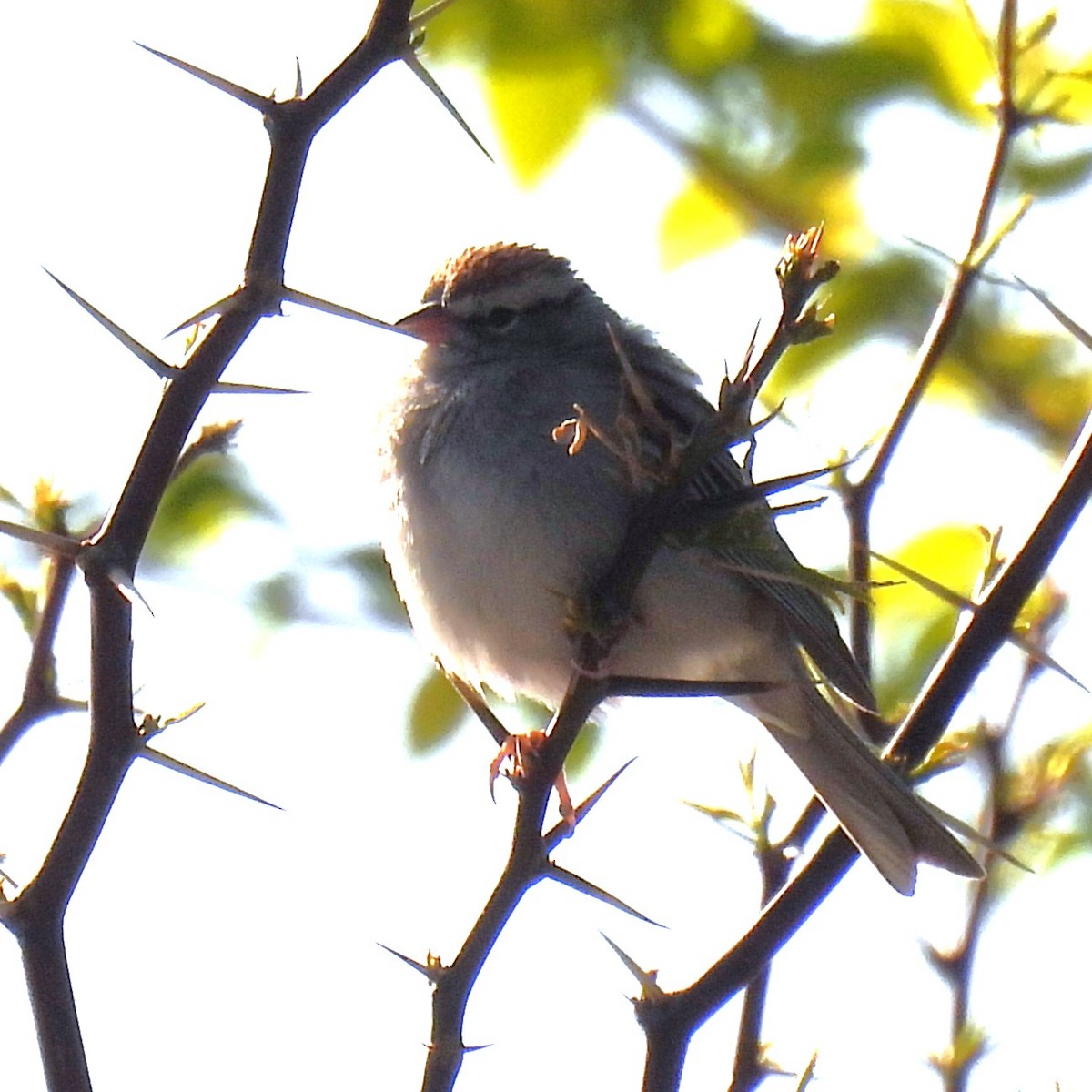 Schwirrammer - ML633174018