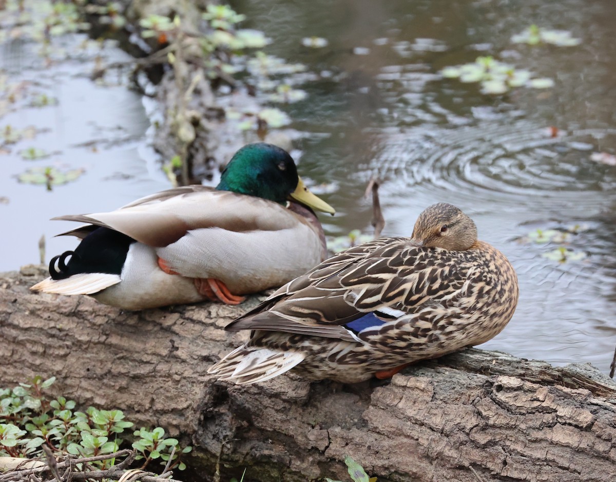 Mallard - ML633174082