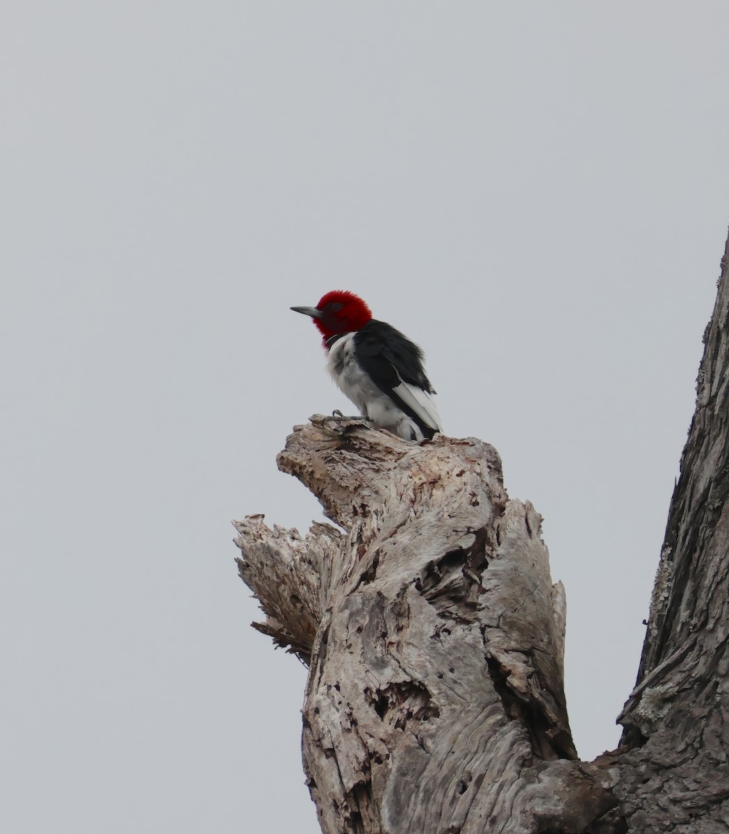 Red-headed Woodpecker - ML633174259